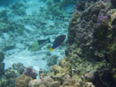 Sous l eau - Raiatea - Tahaa - Copyright : See Otherwise 2012 - 2023