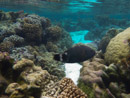 Sous l eau - Raiatea - Tahaa - Copyright : See Otherwise 2012 - 2023