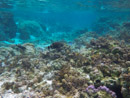 Sous l eau - Raiatea - Tahaa - Copyright : See Otherwise 2012 - 2023