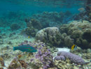 Sous l eau - Raiatea - Tahaa - Copyright : See Otherwise 2012 - 2023