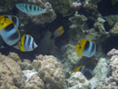Sous l eau - Raiatea - Tahaa - Copyright : See Otherwise 2012 - 2023