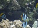 Sous l eau - Raiatea - Tahaa - Copyright : See Otherwise 2012 - 2026