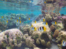 Sous l eau - Raiatea - Tahaa - Copyright : See Otherwise 2012 - 2023