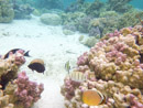 Sous l eau - Raiatea - Tahaa - Copyright : See Otherwise 2012 - 2023