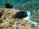 Sous l eau - Raiatea - Tahaa - Copyright : See Otherwise 2012 - 2023