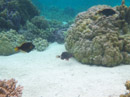 Sous l eau - Raiatea - Tahaa - Copyright : See Otherwise 2012 - 2023