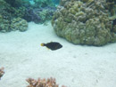 Sous l eau - Raiatea - Tahaa - Copyright : See Otherwise 2012 - 2023