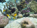 Sous l eau - Raiatea - Tahaa - Copyright : See Otherwise 2012 - 2026