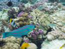 Sous l eau - Raiatea - Tahaa - Copyright : See Otherwise 2012 - 2026