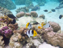 Sous l eau - Raiatea - Tahaa - Copyright : See Otherwise 2012 - 2023