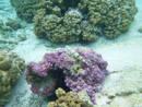 Sous l eau - Raiatea - Tahaa - Copyright : See Otherwise 2012 - 2026