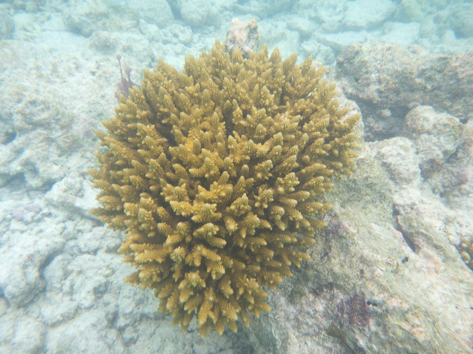 IMGP1788.jpg Sous l eau - Rangiroa - Copyright : See Otherwise 2012 - 2025