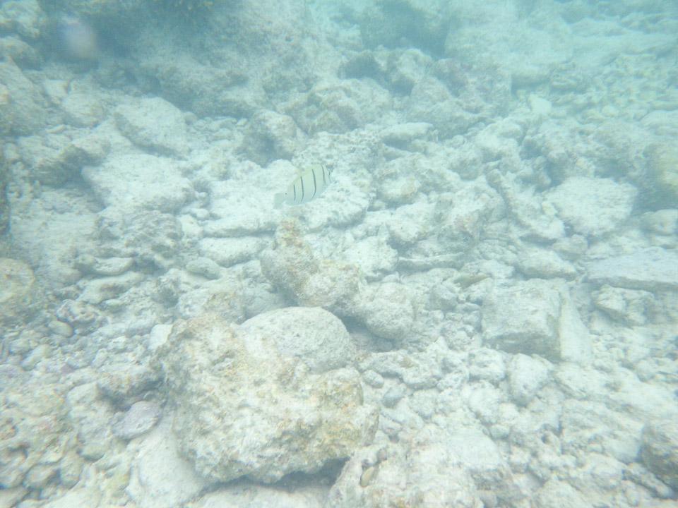 IMGP1789.jpg Sous l eau - Rangiroa - Copyright : See Otherwise 2012 - 2025