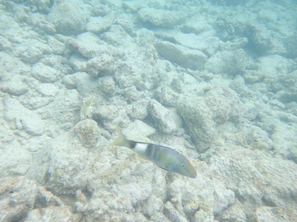 IMGP1790.jpg Sous l eau - Rangiroa - Copyright : See Otherwise 2012 - 2025