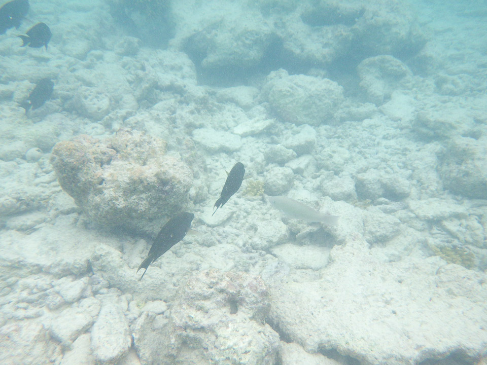 IMGP1791.jpg Sous l eau - Rangiroa - Copyright : See Otherwise 2012 - 2025