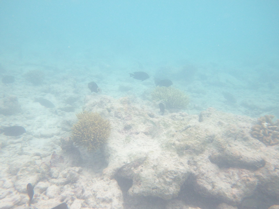 IMGP1792.jpg Sous l eau - Rangiroa - Copyright : See Otherwise 2012 - 2025
