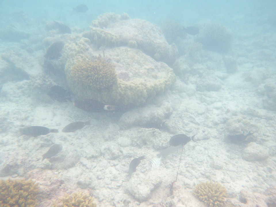 IMGP1794.jpg Sous l eau - Rangiroa - Copyright : See Otherwise 2012 - 2025
