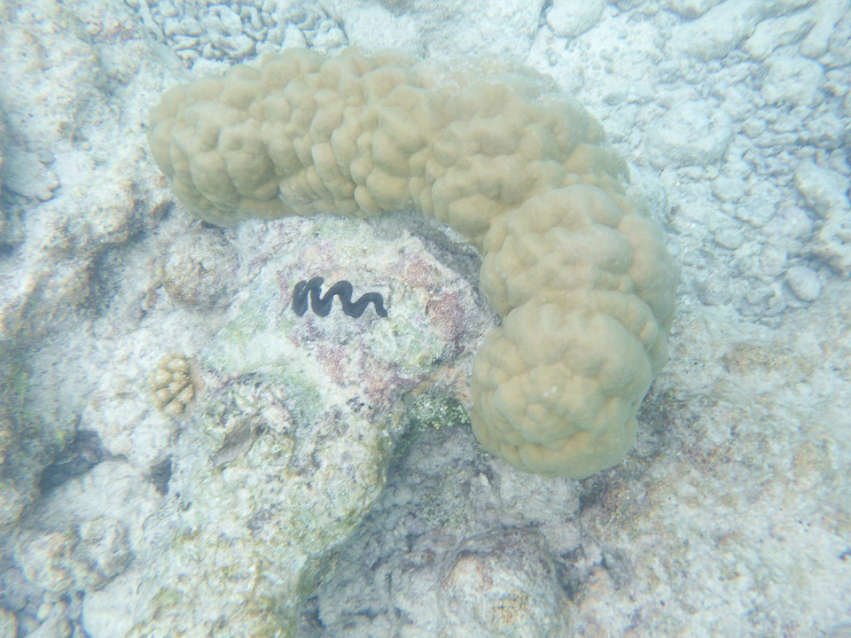 IMGP1799.jpg Sous l eau - Rangiroa - Copyright : See Otherwise 2012 - 2025