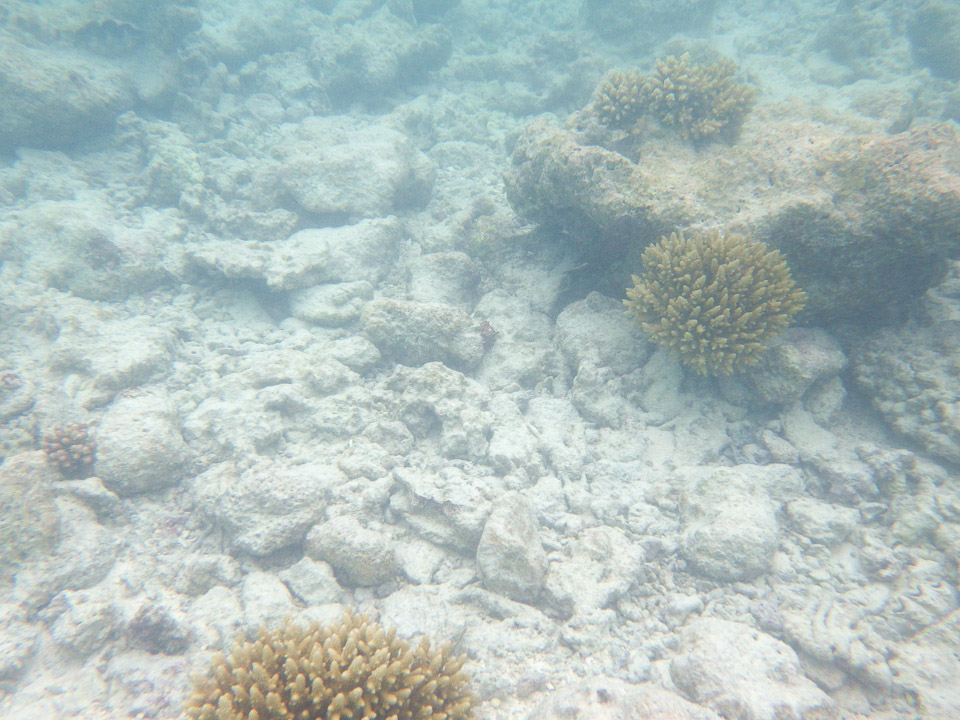 IMGP1802.jpg Sous l eau - Rangiroa - Copyright : See Otherwise 2012 - 2025