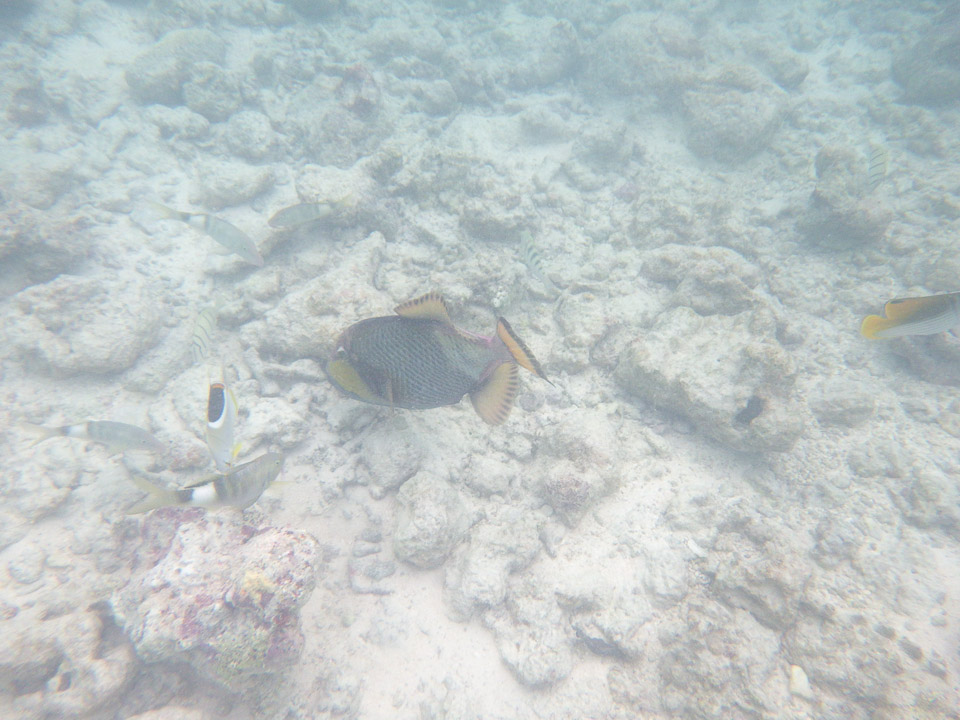 IMGP1807.jpg Sous l eau - Rangiroa - Copyright : See Otherwise 2012 - 2025
