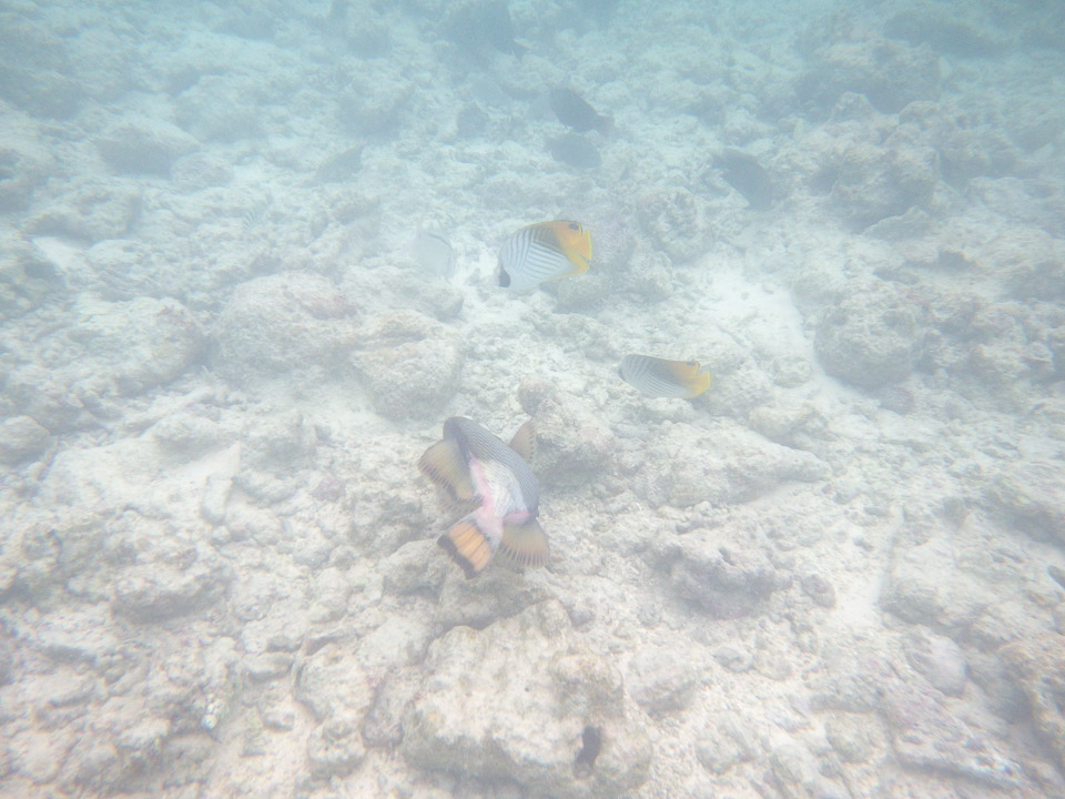 IMGP1808.jpg Sous l eau - Rangiroa - Copyright : See Otherwise 2012 - 2025