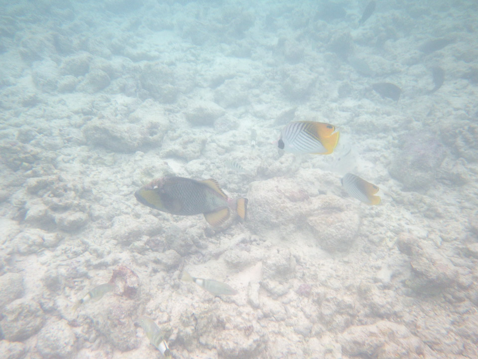 IMGP1809.jpg Sous l eau - Rangiroa - Copyright : See Otherwise 2012 - 2025