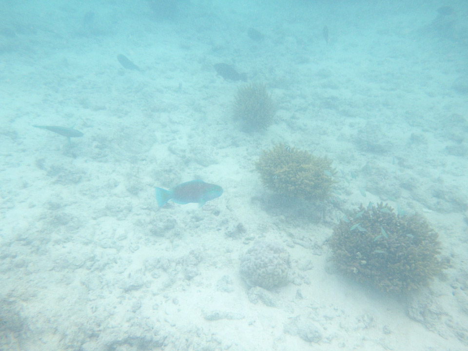 IMGP1818.jpg Sous l eau - Rangiroa - Copyright : See Otherwise 2012 - 2025