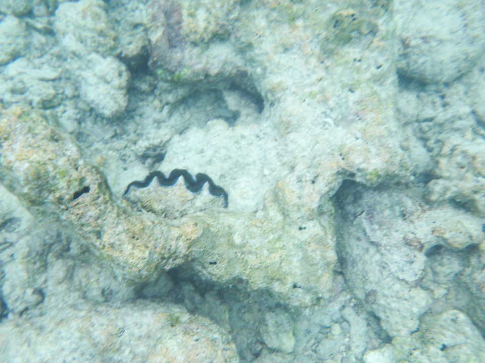 IMGP1832.jpg Sous l eau - Rangiroa - Copyright : See Otherwise 2012 - 2025