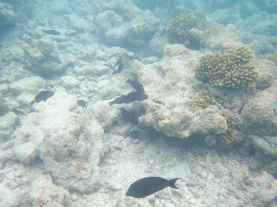 IMGP1833.jpg Sous l eau - Rangiroa - Copyright : See Otherwise 2012 - 2025