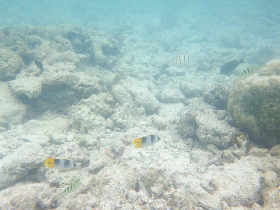 IMGP1841.jpg Sous l eau - Rangiroa - Copyright : See Otherwise 2012 - 2025