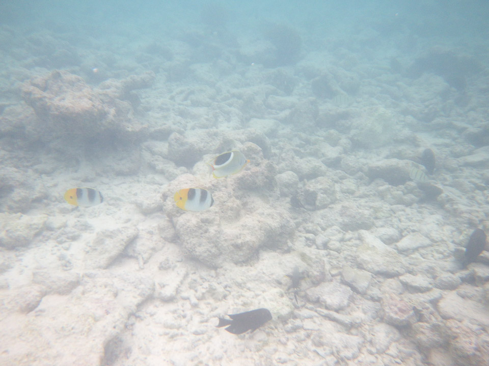 IMGP1848.jpg Sous l eau - Rangiroa - Copyright : See Otherwise 2012 - 2025