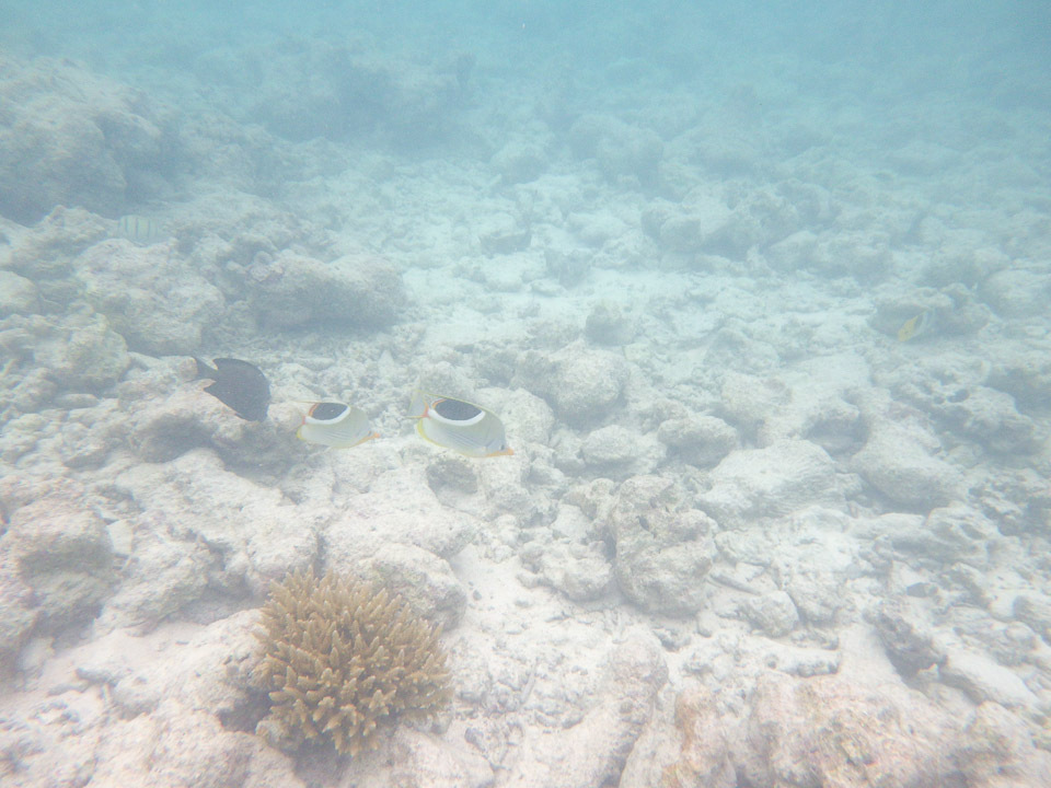 IMGP1854.jpg Sous l eau - Rangiroa - Copyright : See Otherwise 2012 - 2025
