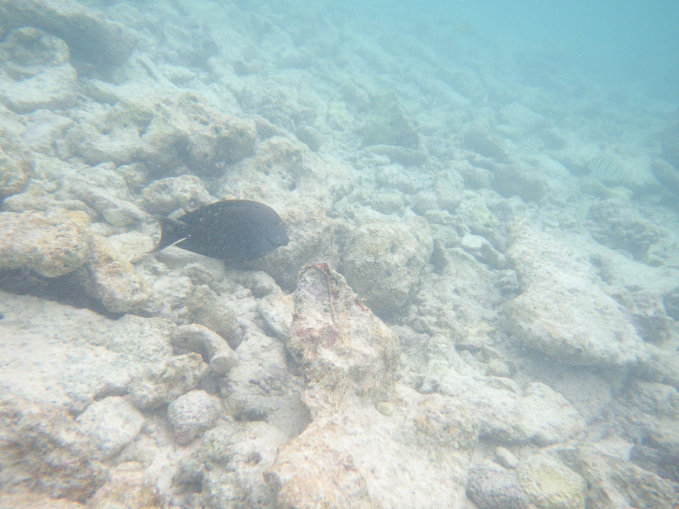 IMGP1862.jpg Sous l eau - Rangiroa - Copyright : See Otherwise 2012 - 2025