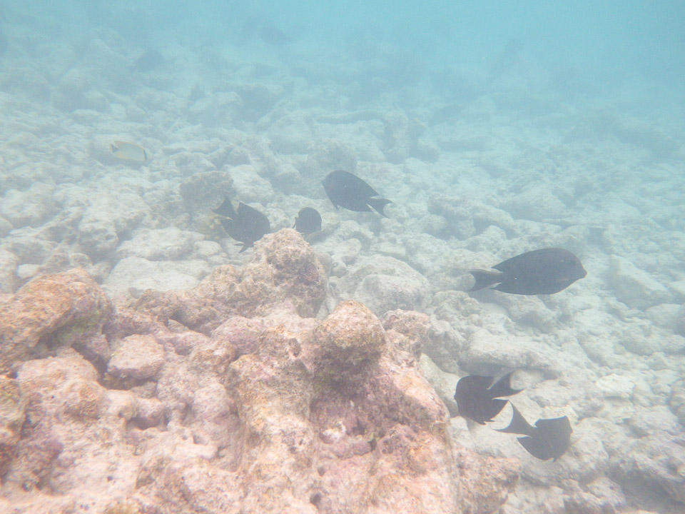IMGP1787.jpg Sous l eau - Rangiroa - Copyright : See Otherwise 2012 - 2025
