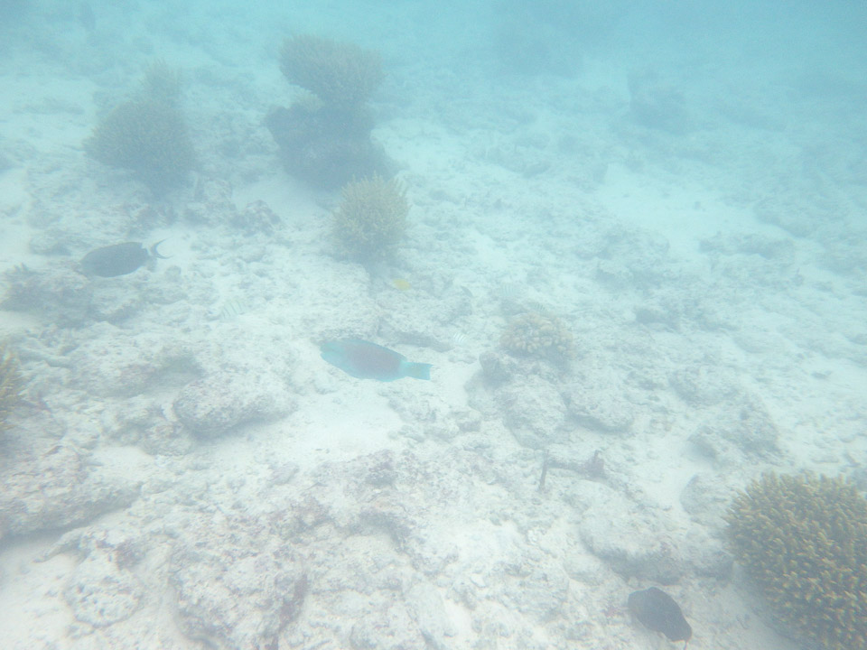 IMGP1817.jpg Sous l eau - Rangiroa - Copyright : See Otherwise 2012 - 2025