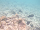 IMGP1787.jpg Sous l eau - Rangiroa - Copyright : See Otherwise 2012 - 2023