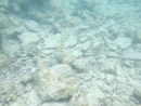 IMGP1789.jpg [Polynesie]Sous l eau - Rangiroa - Copyright : See Otherwise 2012 - 2022