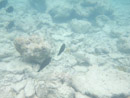 Sous l eau - Rangiroa - Copyright : See Otherwise 2012 - 2023