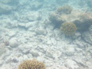 IMGP1802.jpg [Polynesie]Sous l eau - Rangiroa - Copyright : See Otherwise 2012 - 2022