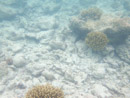 Sous l eau - Rangiroa - Copyright : See Otherwise 2012 - 2023