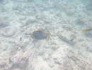 IMGP1807.jpg Sous l eau - Rangiroa - Copyright : See Otherwise 2012 - 2023