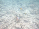IMGP1808.jpg Sous l eau - Rangiroa - Copyright : See Otherwise 2012 - 2023