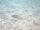 Sous l eau - Rangiroa - Copyright : See Otherwise 2012 - 2023