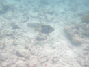 Sous l eau - Rangiroa - Copyright : See Otherwise 2012 - 2023