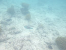 Sous l eau - Rangiroa - Copyright : See Otherwise 2012 - 2023
