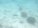 Sous l eau - Rangiroa - Copyright : See Otherwise 2012 - 2023