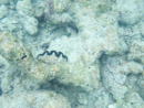 IMGP1832.jpg Sous l eau - Rangiroa - Copyright : See Otherwise 2012 - 2023