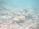 IMGP1836.jpg [Polynesie]Sous l eau - Rangiroa - Copyright : See Otherwise 2012 - 2022