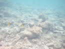 Sous l eau - Rangiroa - Copyright : See Otherwise 2012 - 2023