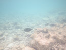 IMGP1838.jpg Sous l eau - Rangiroa - Copyright : See Otherwise 2012 - 2023